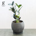 【1点もの】ザミオクルカス レイヴン 植木鉢セット 5号 42cm zamioculcas zamifolia raven 観葉植物 ZZplants 黒葉 耐陰性 初心者 植木鉢付 鉢植え 現物 1点もの 写真と同じ 陶器鉢 ポット 育てやすい 育て方ガイド付き 送料無料