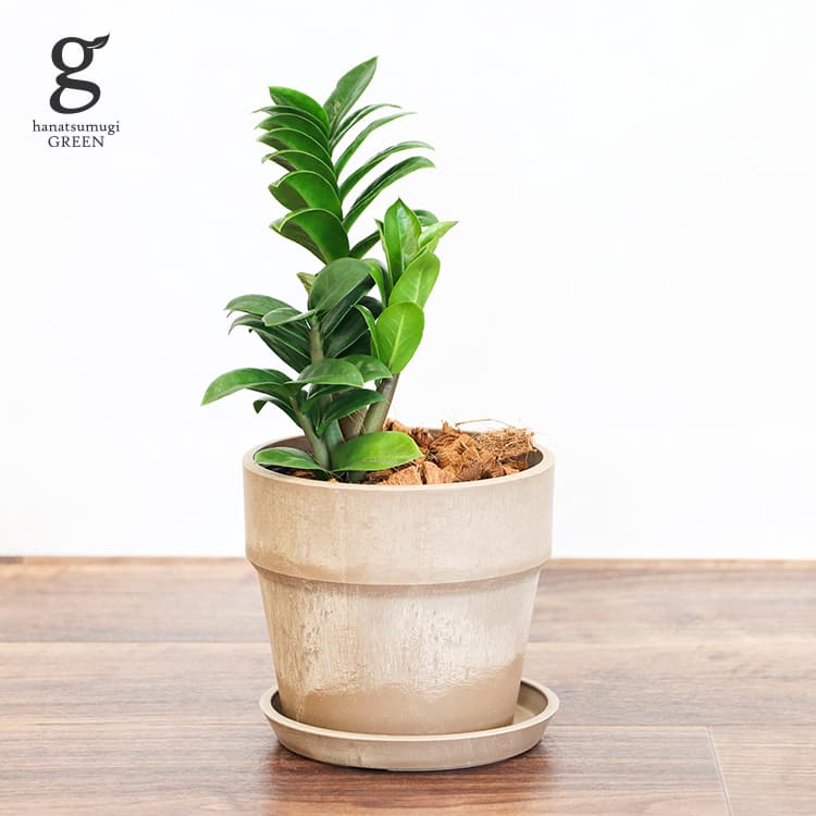 ソテツ ザミオクルカス ザミフォーリア ゼンジー 5号 30cm zamioculcas zamiifolia zenzii 観葉植物 zzplants ドワーフ種 コンパクト ソテツバカイウ ザンジバルの宝石 不滅の植物 永遠の植物 耐陰性あり 育てやすい 育て方ガイド付き 送料無料