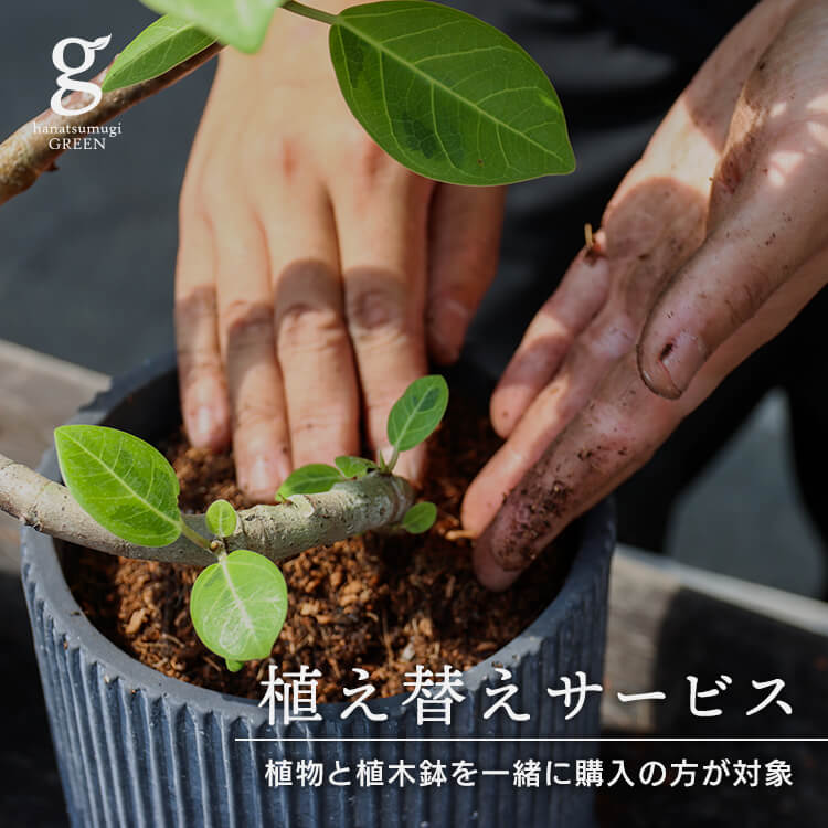 植え替えサービス300円 観葉植物 植木鉢