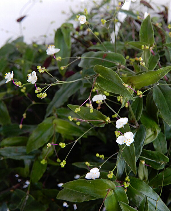 ブライダルベール（5号吊り）花鉢/観葉植物