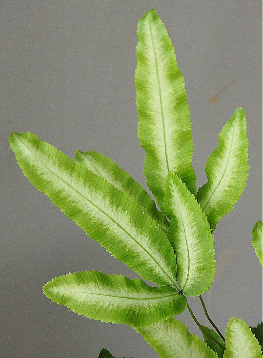 プテリス アルボリネアータ（3号）観葉植物