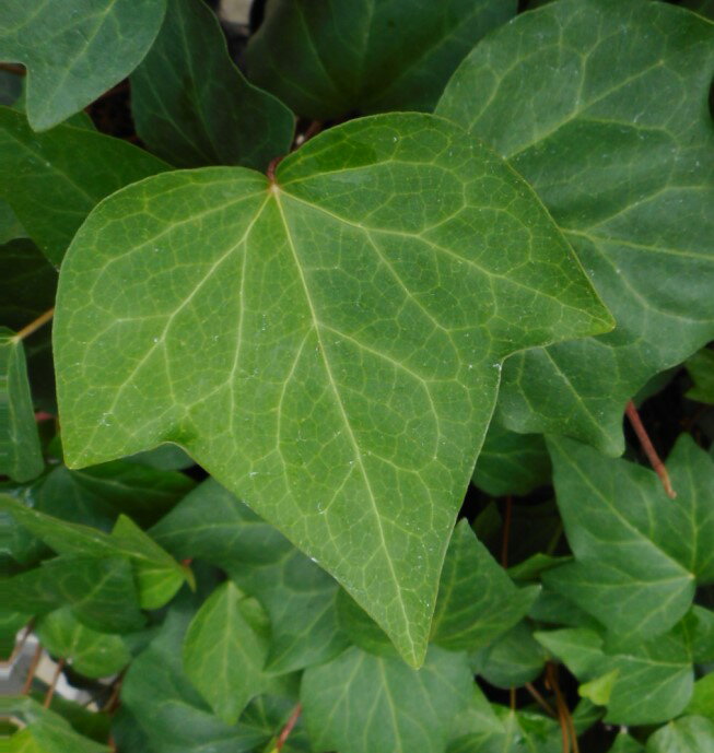 ※オカメヅタ　青葉（6号吊り）【人気】観葉植物