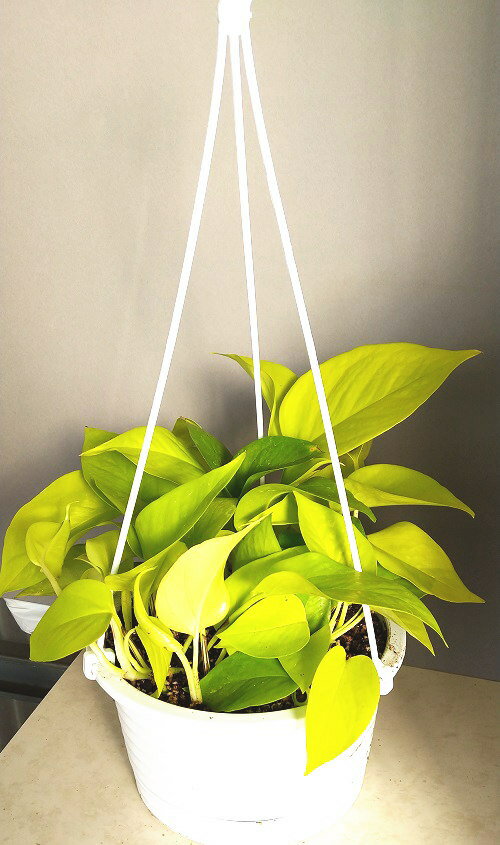 ポトス ポトス ライム （ 6号）観葉植物/ 吊り ハンギング 吊り鉢