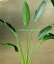 ストレリチア レギネ（ゴクラクチョウカ）1株植え トール（6号）観葉植物