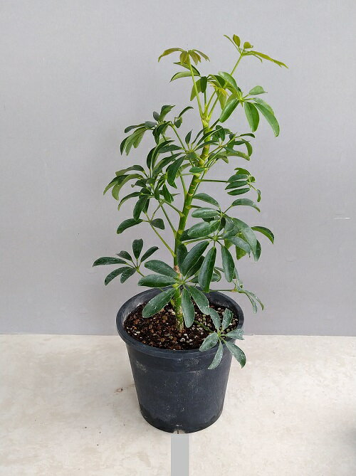 カポック シェフレラ A.コンパクタ（5号）観葉植物