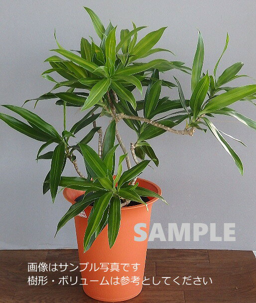 ドラセナ ソングオブジャマイカ（6号）観葉植物/ 樹形いろいろ