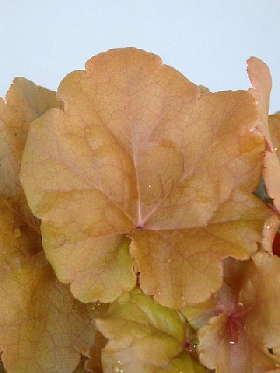 シーズン終了間近 葉色変化していますヒューケラ（ツボサンゴ）メープルファッジ（3.5号）ガーデン葉物 寄せ植え カラーリーフ 1980⇒