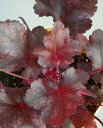 ヒューケラ（ツボサンゴ） ブラックジェイド（3.5号）ガーデニング葉物　ガーデン葉物　寄せ植え　カラーリーフ