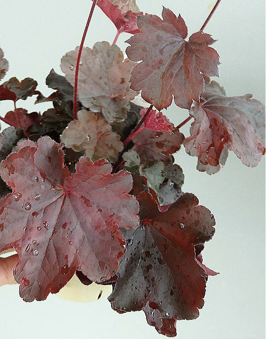 シーズン終了間近 葉色変化しています ヒューケラ（ツボサンゴ）ビターショコラ（3.5号）ガーデン葉物 寄せ植え カラーリーフ 1980⇒