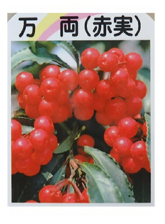 万両 /マンリョウ 苗木 赤実（3号）植木 庭木　観賞用実もの 縁起物 赤い実