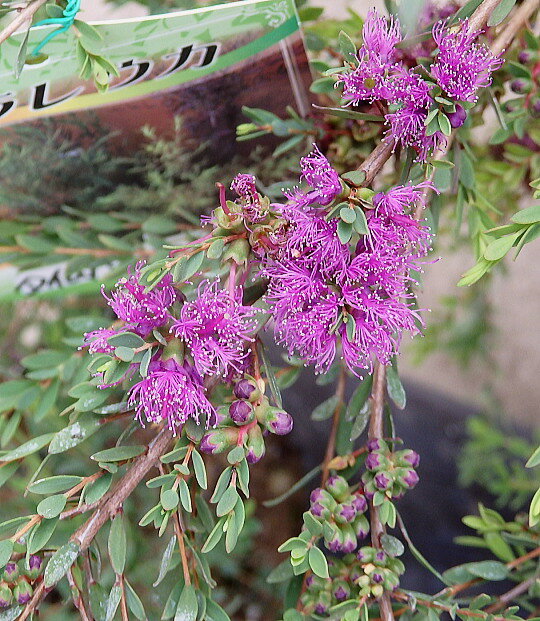 メラレウカ タイムハニーマータル（7号）　植木　庭木　花鉢 /花はありません