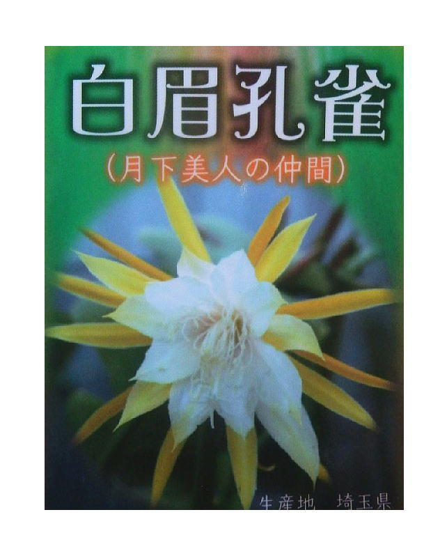 ※月下美人の仲間 孔雀サボテン 白眉孔雀/はくびくじゃく（5号） 多肉植物【花なし・開花見込み株】【人気】