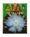 月下美人の仲間 交配種 孔雀サボテン 満月美人 / まんげつびじん（5号） 多肉植物 【花なし 開花見込み株】【人気】