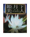 ※月下美人の仲間 孔雀サボテン 姫月下美人/ひめげっかびじん（5号） 多肉植物 【花なし 開花見込み株】【人気】