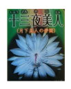 ※月下美人の仲間 交配種 孔雀サボテン 十三夜美人 /じゅうさんやびじん（5号） 多肉植物 【花なし・開花見込み株】【人気】