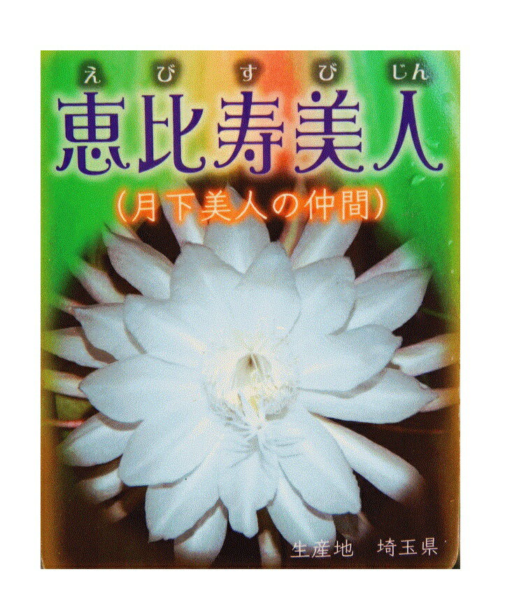 ※月下美人の仲間 交配種 孔雀サボ