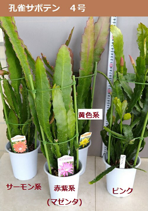 孔雀サボテン 単色（4号）多肉植物