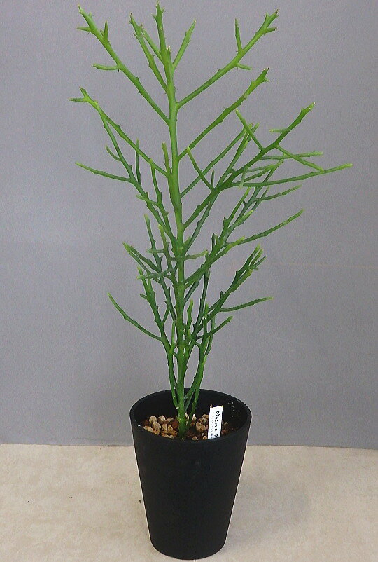 ユーフォルビア フィフェレネンシス（5号）多肉植物