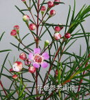 ワックスフラワー 蕾ほんのり赤いタイプ（3号）植木 花木 鉢花