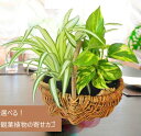 選べる！観葉植物の寄せカゴ　/ 観葉植物　籐カゴ　バスケット　インテリア　プチギフト　リアルグリーン植物の種類を2つお選びください