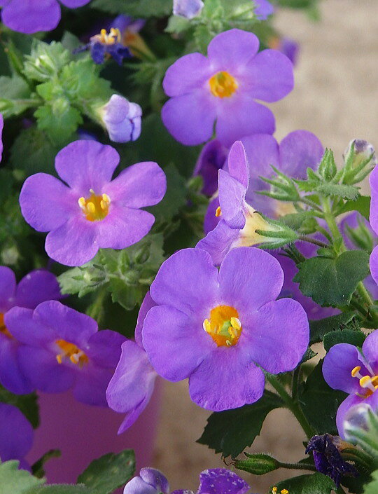 ※バコパ 大輪 パープル系 (4号)花鉢/花苗