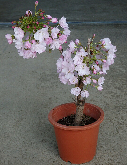 ※一才桜　旭山/サクラ/旭山桜（4号）植木 庭木※花終了株