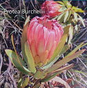 プロティア/プロテア ブーチェリー / Protea Burchellii（4号）植木 花木 花苗 ドライフラワー