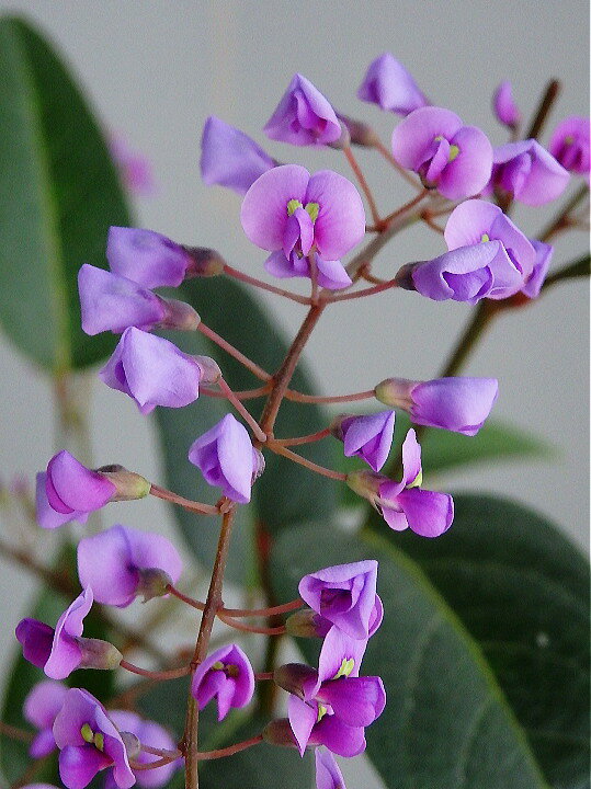 ハーデンベルギア 紫花 3〜3.5号 植木 庭木