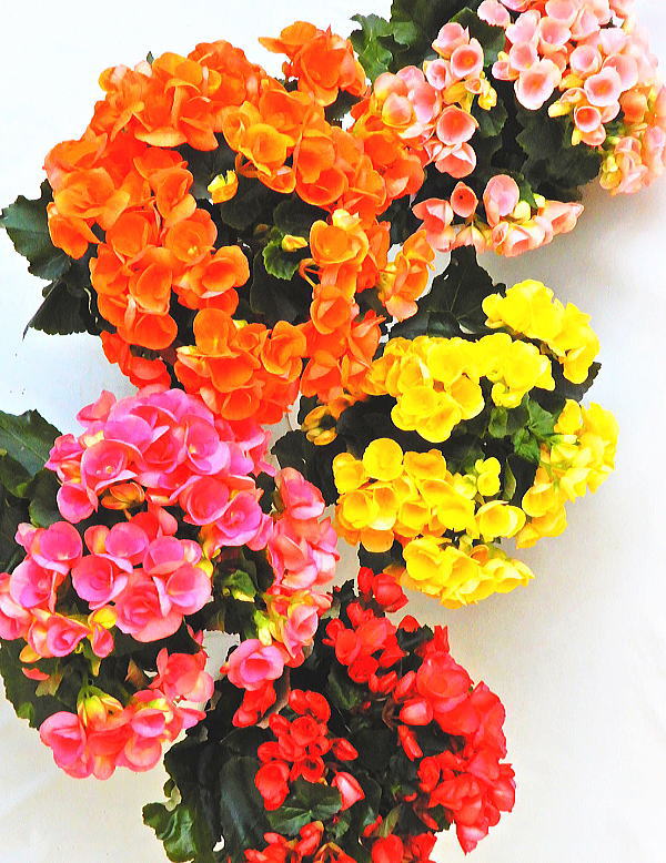 ベゴニア 花の鉢植え リーガスベゴニア ミックス 5鉢セット（5号）特選花鉢 セット販売 まとめ買い 贈答/同梱不可