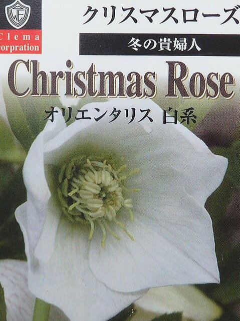 クリスマスローズ ラベル苗 オリエンタリス ホワイト系（2.5号）花苗