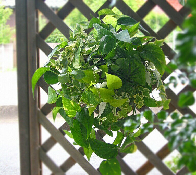 寄せ植え 【夏は半日陰ー室内鑑賞を推奨】花うるるアレンジ 観葉植物のハンギングバスケット 寄せ植え[Foliage plants](夏 お中元 ギフト ガーデニング セット プランター 花 ミニ観葉 誕生日 限定 新築祝い インテリア おしゃれ