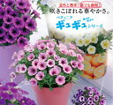 【処分SALE】手間要らずで「ギュギュ」っと花が密に咲く! ...