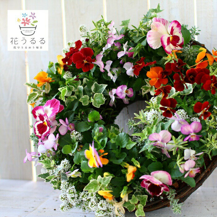 ＼NHKあさイチでも特集／成長するフラワーリース・パンジー&ビオラの寄せ植え「カシスリング(Lサイズ)」 開花期：今から春まで(ハンギング 玄関 寄せ植え/秋/冬/セット/ギフト/花のサムネイル