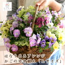 【オーダー可能・送料無料】花うるるアレンジ「かご型ギャザリング寄せ植え(Lサイズ」[yose]sa1 (人気液肥6週間分おまけ付き)　(ギャザリング 寄せ植え 通販 花 ガーデニング 園芸 春 ギフト 歓送迎