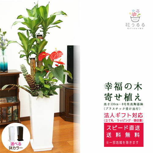 幸福の木 観葉植物 観葉植物 寄せ植え(幸福の木)8号角高陶器鉢(白黒) 高さ約1.3m 【yosem008-001003 】大型 開店祝い 新築祝い 誕生日プレゼント 引越し祝い インテリア おしゃれな植木鉢 送料無料