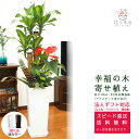 観葉植物 寄せ植え(幸福の木)8号角高陶器鉢(白黒) 高さ約1.3m 【yosem008-001003 】大型 開店祝い 新築祝い 誕生日プレゼント 引越し祝い...