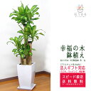 観葉植物 幸福の木8号陶器鉢(角) 高さ約1.25m ドラセナ・マッサンゲアナ 【mass08-004 】大型 開店祝い 新築祝い 引越し祝い インテリア アジ...