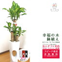 観葉植物 幸福の木7号高穴あき陶器鉢(白赤黒) 高さ約1.1m ドラセナ・マッサンゲアナ【mass07-00678】 開店祝い 新築祝い 誕生日プレゼント 引越...
