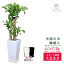 観葉植物 幸福の木7号角高陶器鉢 高さ約1.1m ドラセナ・マッサンゲアナ【mass07-001002 】 開店祝い 新築祝い 誕生日プレゼント 引越し祝い イ...