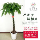 観葉植物 パキラ8号プラスチック鉢 高さ約1.1m 【pach08-006】大型 開店祝い 新築祝い 誕生日プレゼント 引越祝い インテリア モダン おしゃれな...