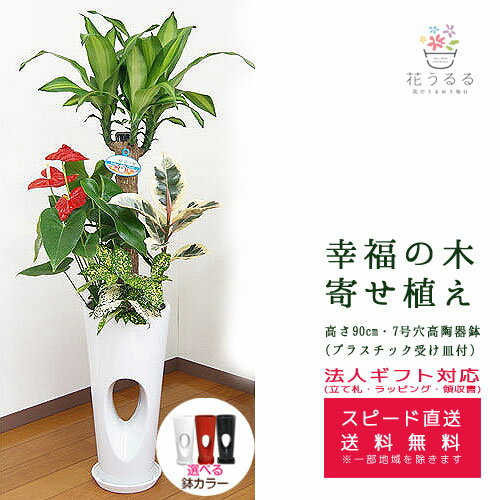 幸福の木 観葉植物 観葉植物 寄せ植え(幸福の木)7号穴高陶器鉢(白赤黒) 高さ約1.1m 【yosem07-00123 】開店祝い 新築祝い 誕生日プレゼント 引越し祝い インテリア おしゃれな植木鉢 送料無料