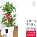 観葉植物 寄せ植え(幸福の木)7号角陶器鉢(白黒) 高さ約1m 【yosem07-0045】開店祝い 新築祝い 誕生日プレゼント 引越し祝い インテリア おしゃ...