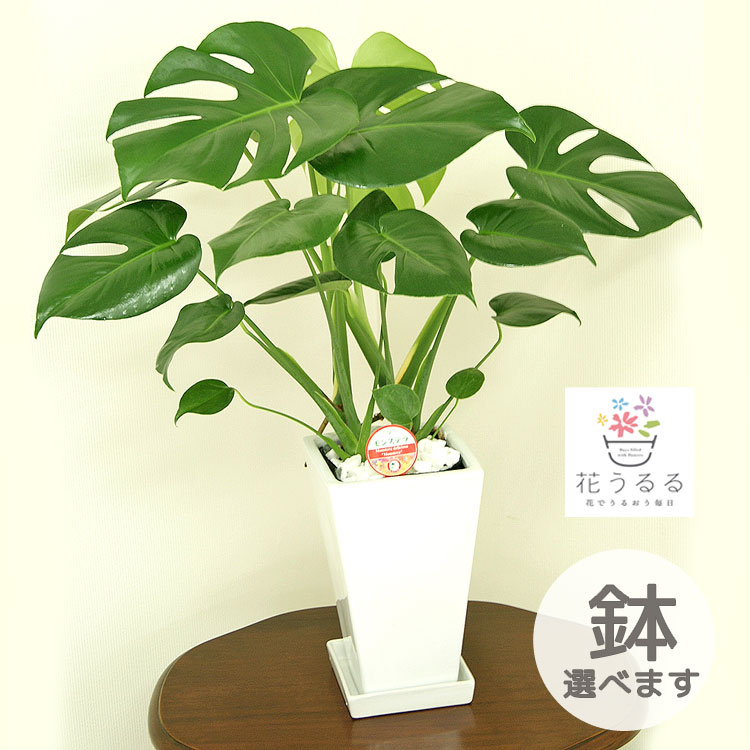 モンステラ 観葉植物 モンステラ6号 選べる鉢 5種類 高さ約60cm【kan-mons06】 開店祝い 新築祝い 誕生日プレゼント 引越祝い インテリア モダン アジアン おしゃれな植木鉢 送料無料