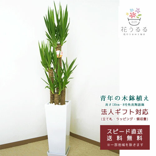 ユッカ 観葉植物 ユッカ(青年の木)8号角高陶器鉢 高さ約1.3m 【yucc08-001003】大型 開店祝い 新築祝い 誕生日プレゼント 引越祝い インテリア スクエア 送料無料