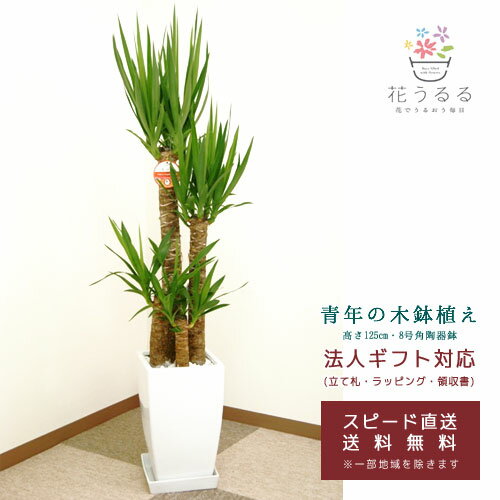 ユッカ 観葉植物 ユッカ(青年の木)8号角陶器鉢【kan-yucc08-004】 高さ約1.25m 大型 開店祝い 新築祝い 誕生日プレゼント 引越祝い インテリア モダン アジアン スクエア 送料無料