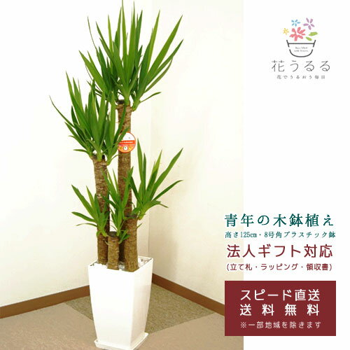 ユッカ 観葉植物 ユッカ(青年の木)8号角プラスチック鉢(白)【kan-yucc08-005】高さ約1.25m 大型 開店祝い 新築祝い 誕生日プレゼント 引越祝い インテリア 送料無料