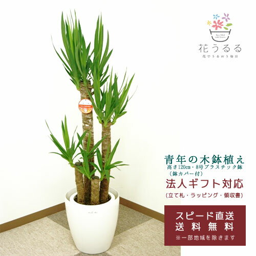 ユッカ 観葉植物 ユッカ(青年の木)8号プラスチック鉢(鉢カバー付)高さ約1.2m【yucc08-006】 大型 開店祝い 新築祝い 誕生日プレゼント 引越し祝い インテリア モダン アジアン おしゃれな植木鉢 送料無料