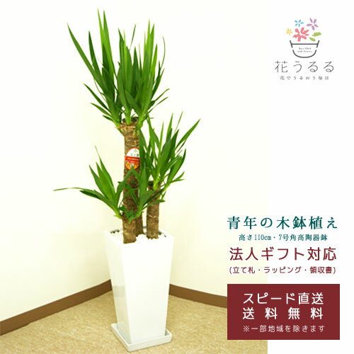 ユッカ 観葉植物 ユッカ(青年の木)7号角高陶器鉢(白黒)高さ約1.1m【kan-yucc07-004005】 開店祝い 新築祝い 誕生日プレゼント 引越祝い インテリア モダン アジアン スクエア おしゃれな植木鉢 送料無料