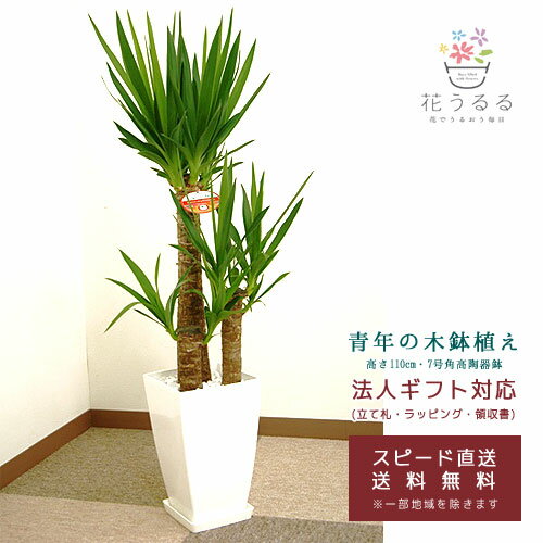 ユッカ 観葉植物 ユッカ(青年の木)7号角プラスチック鉢(白)高さ約1m 【kan-yucc07-006】開店祝い 新築祝い 誕生日プレゼント 引越祝い インテリア モダン 送料無料