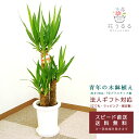 観葉植物 ユッカ(青年の木)7号プラスチック鉢(白)高さ約1m 開店祝い 新築祝い 誕生日プレゼント 引越祝い インテリア おしゃれ 送料無料